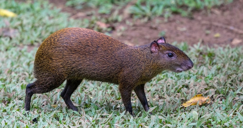 small costa rican mammals        
        <figure class=